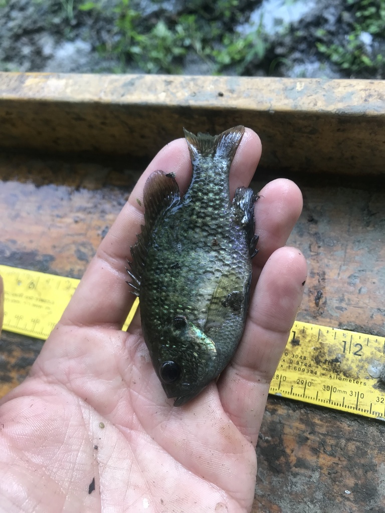 Bantam Sunfish in July 2021 by Adrian Macedo · iNaturalist