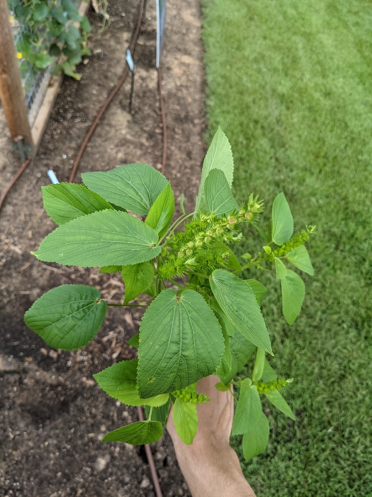 hophornbeam copperleaf from College Station, TX, USA on July 08, 2021