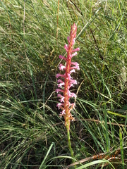 Satyrium macrophyllum