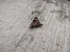 Melipotis perpendicularis