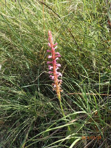 Image of Satyrium macrophyllum by no rights reserved