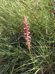 Satyrium macrophyllum