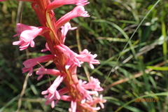 Satyrium macrophyllum