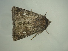 Properigea albimacula