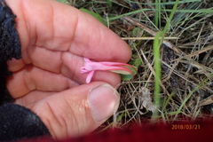 Satyrium macrophyllum