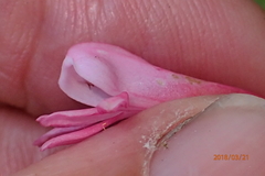 Satyrium macrophyllum