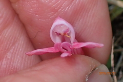 Satyrium macrophyllum