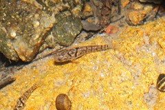 Mugilogobius chulae