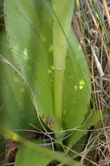Satyrium macrophyllum