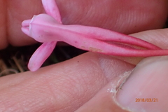 Satyrium macrophyllum