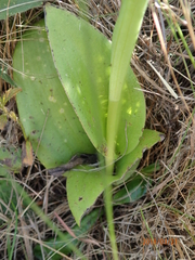 Satyrium macrophyllum