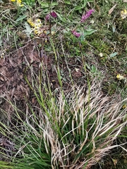 Carex sempervirens