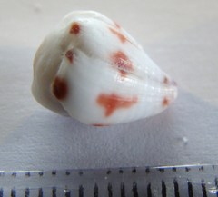 Conus sponsalis