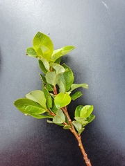 Salix waldsteiniana