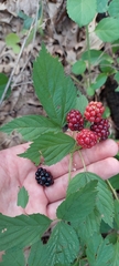 Rubus michiganensis