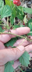 Rubus michiganensis