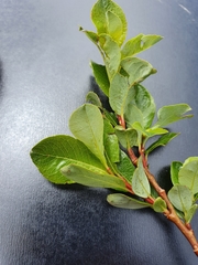 Salix waldsteiniana