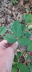 Rubus michiganensis