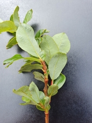 Salix waldsteiniana