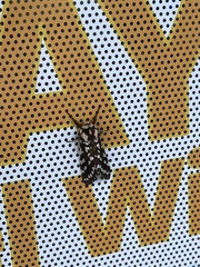 Lophocampa ingens