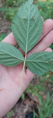Rubus michiganensis