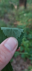 Rubus michiganensis