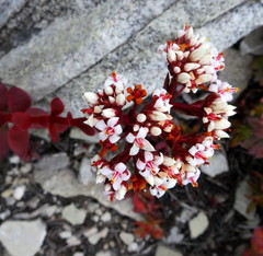 Crassula rubricaulis