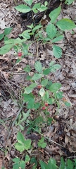 Rubus michiganensis