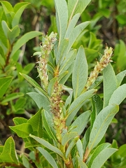 Salix waldsteiniana