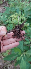 Rubus michiganensis