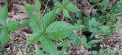 Rubus michiganensis