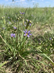 Sisyrinchium mucronatum