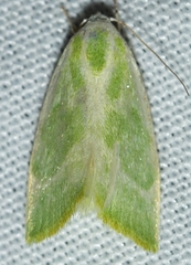 Earias albovenosana