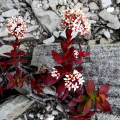 Crassula rubricaulis