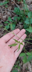 Rubus michiganensis