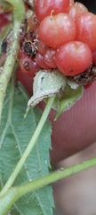 Rubus michiganensis