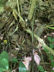 Lecanorchis multiflora