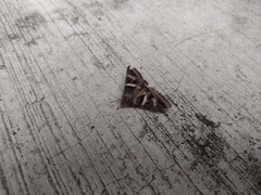 Melipotis perpendicularis