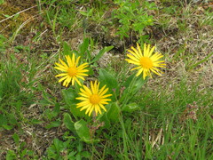 Doronicum clusii