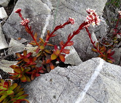 Crassula rubricaulis
