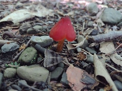 Hygrocybe