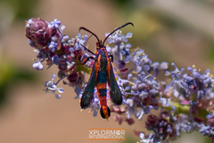 Synanthedon polygoni