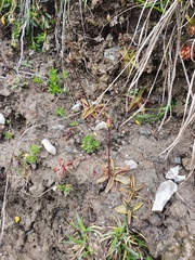 Pinguicula alpina