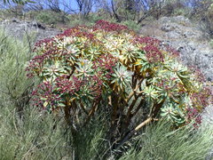 Euphorbia atropurpurea image