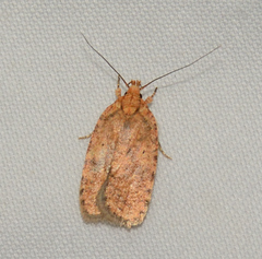 Agonopterix robiniella
