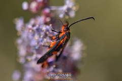 Synanthedon polygoni