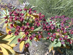 Euphorbia atropurpurea image