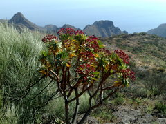 Euphorbia atropurpurea image