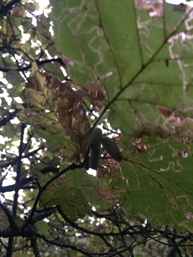 Rhipidura fuliginosa