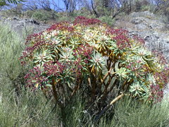 Euphorbia atropurpurea image
